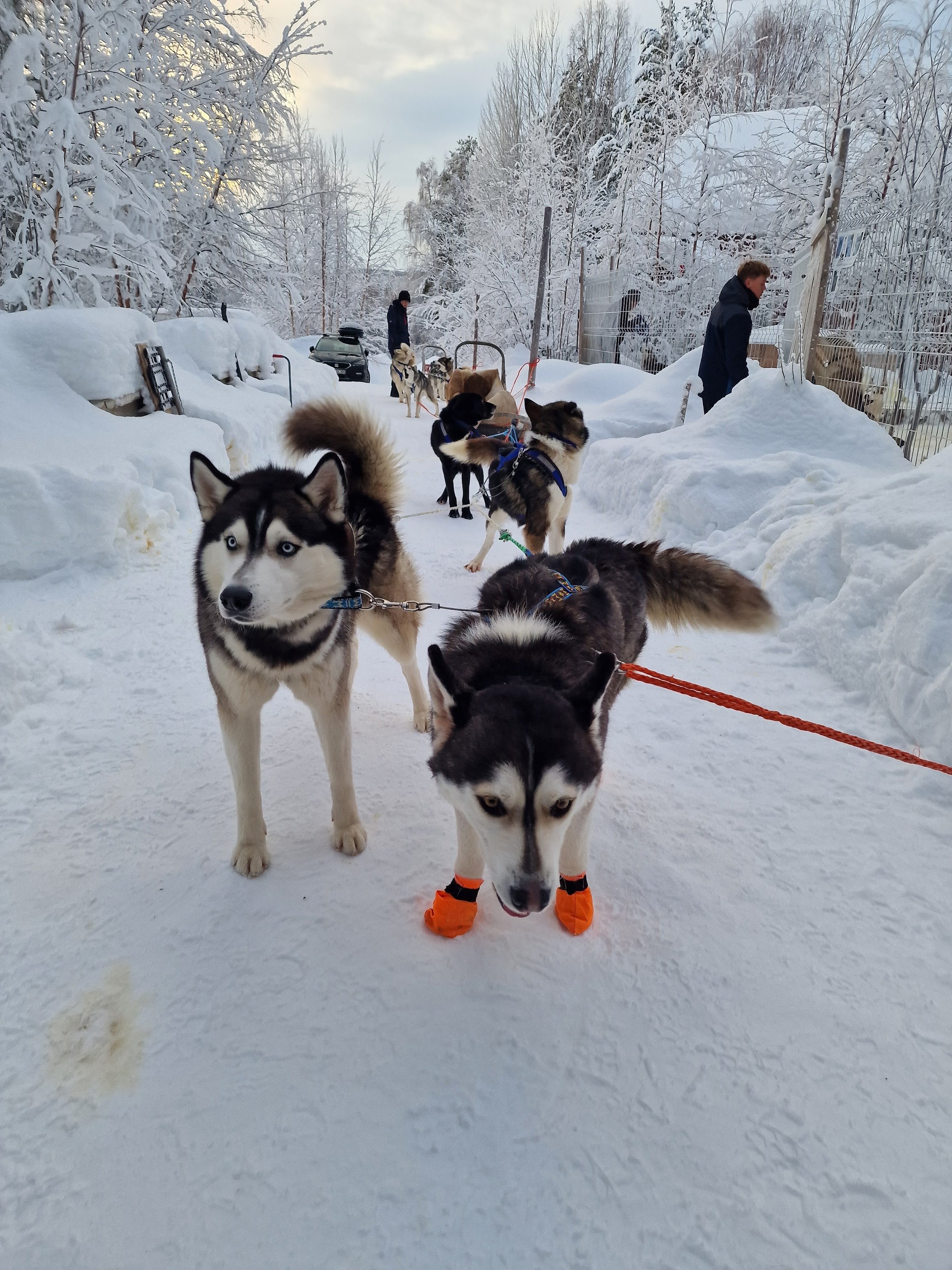 The Siberians Husky‑Tours